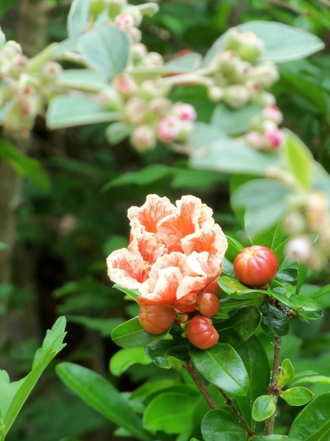 Chambres Et Jardin De Pierres Espedaillac ภายนอก รูปภาพ